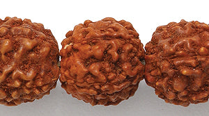 11WO157: Rudraksha Red/brown 11mm 100 Piece Per Strand - String