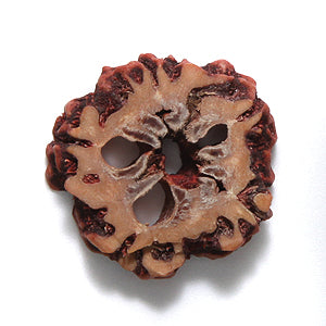 16WO157-RS: Rudraksha Seed Slice Red/brown 16mm 25PC