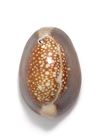 SH111-1: Snakehead Cowry Shell 1-hole 25-30mm  8PC