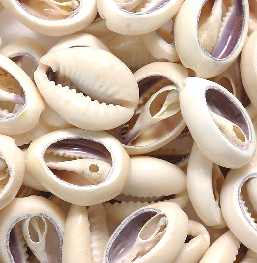 SH110-3: Cowry Slice 18-22mm 125GM