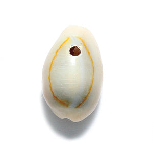 SH110-1T: Ring Top Cowry Shell 1-hole 15-18mm 125GM