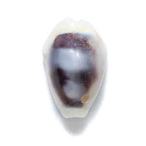 SH110-4T: Cowry Shell White/black 15-18mm 1-hole 100GM