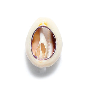 SH110-3T: Cowry Shell Slice 15-18mm100GM