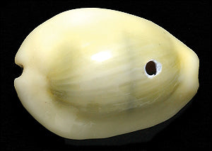 SH110-6: Cowry Shell Yellow 18-22mm 1-hole 125GM