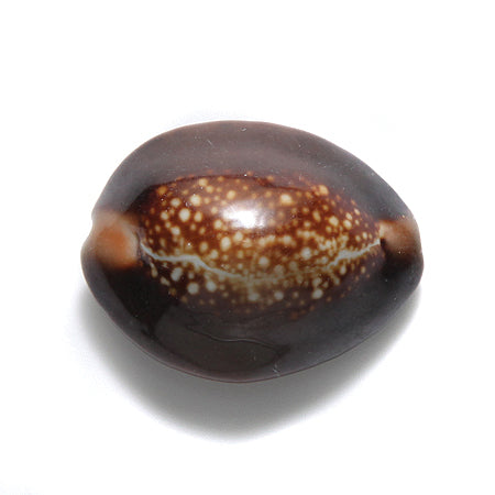 SH111-NH: Snakehead Cowry Shell 25-30mm  8PC