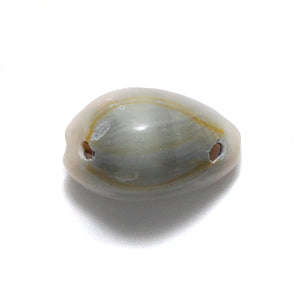 SH110-2T: Ring Top Cowry Two Hole 15-18mm 125GM