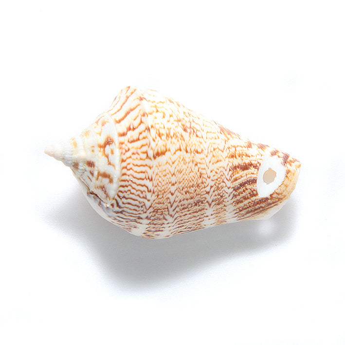 SH113-1: India Cone Snail 1-hole 40-50mm 20PC