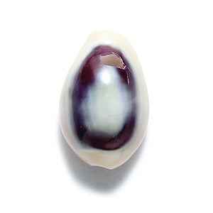 SH110-5T: Cowry Shell Tan/black 15-18mm 1-hole 50GM