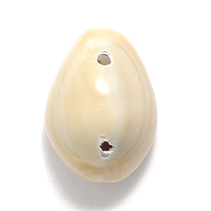 SH110-2: Ring Top Cowry Two Hole 18-25mm 150GM