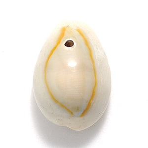 SH110-1: Ring Top Cowry Shell 1-hole 18-25mm 125GM