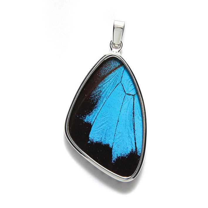 SW030: Shimmerwing Blue Black Wing Sterling 25x43mm