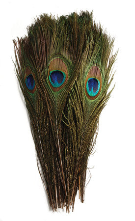 99FR599-4: Peacock Feather 10-12 Inch - 4 Pieces