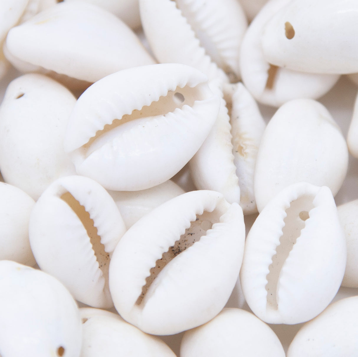 SH110-8: India Cowry Shell White 20-25mm 1-hole