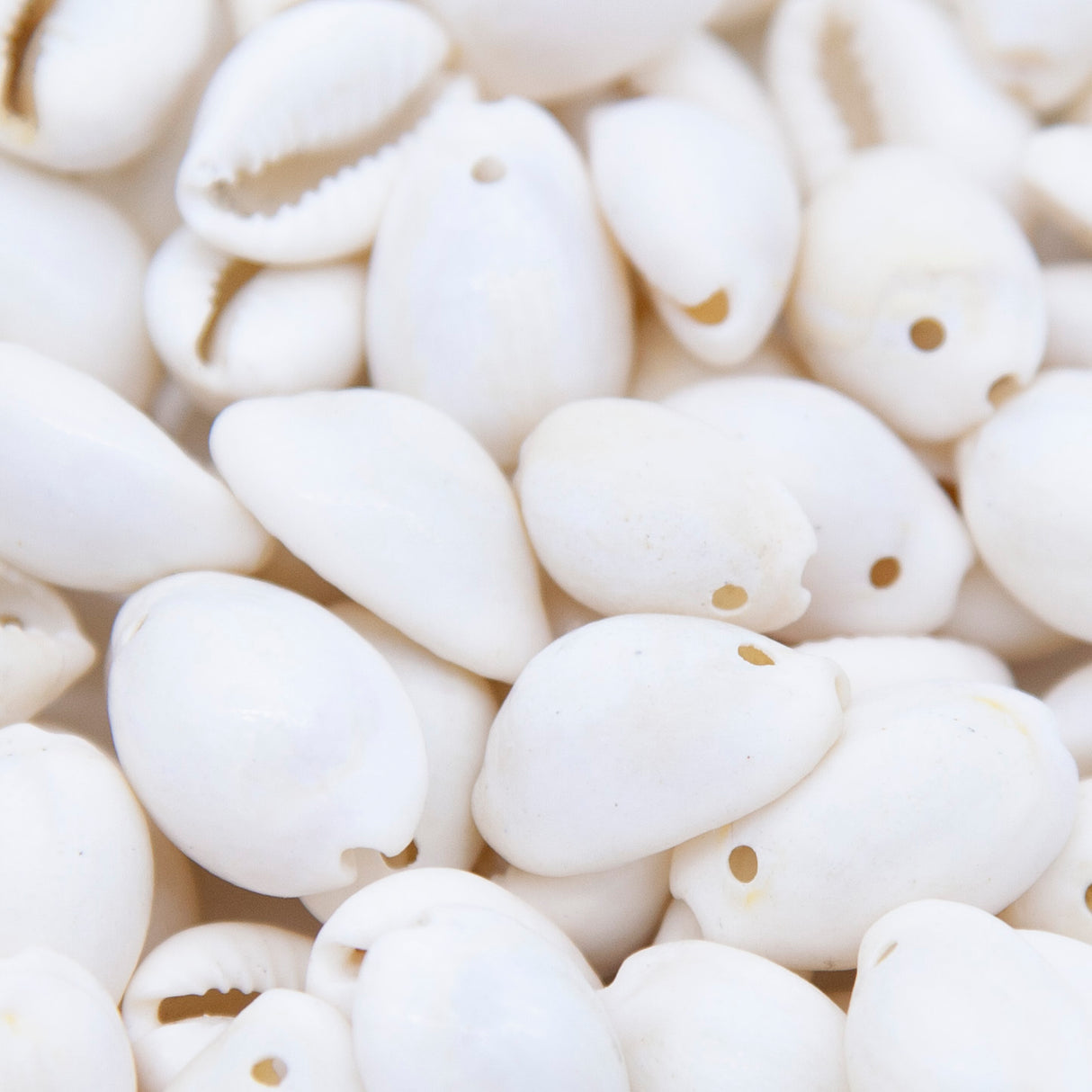 SH110-8T: India Cowry Shell White15-21mm 1-hole