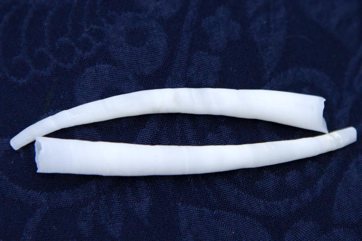 40DT112: Smooth Dentalium Shells 1.5-2" 25 Grams