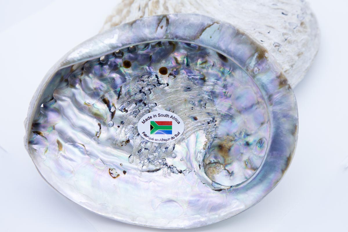 AB995-5: Half Abalone Shell Dish 5.5-6 inches