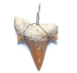 ST15-1: Shark Tooth Fossil Wire Wrapped - 1 Piece